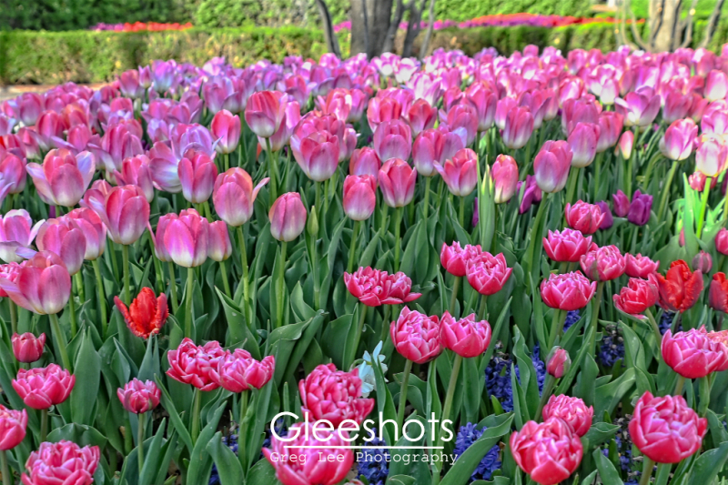 Pink Tulip Assortment
