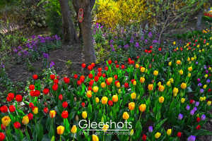 Tulips and Yellow Bush
