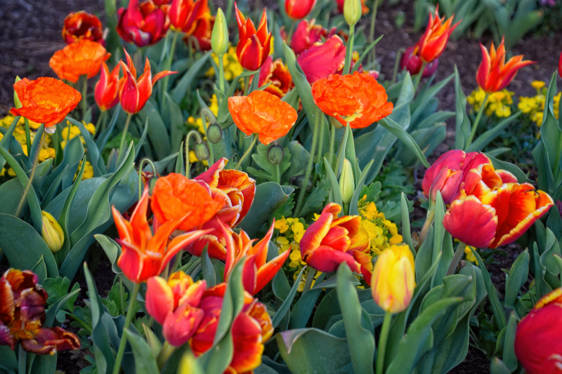 Orange Fly Away, Red, & Yellow Tulips & Flowers Close-Up
