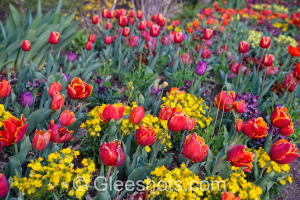 Orange, Red, Purple, & Yellow Tulips & Flowers Close-Up , View 2
