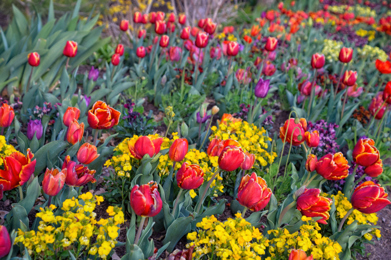 Orange, Red, Purple, & Yellow Tulips & Flowers Close-Up , View 2