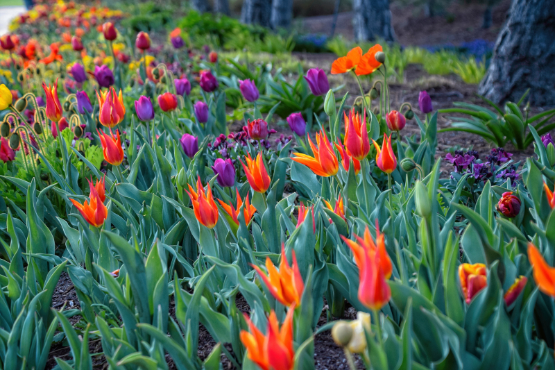 Rainbow Row of Orange Fly Away, Purple, Red and Yellow Tulips