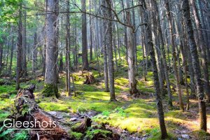 Sunlight filters through a dense forest in Glacier National Park, casting highlights on a mossy floor and highlighting the textures of numerous slender tree trunks.  Montana Fine Art Landscape Photography Print for Sale.