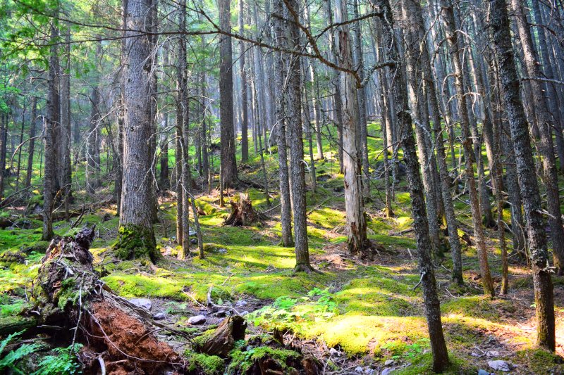 Sunlight filters through a dense forest in Glacier National Park, casting highlights on a mossy floor and highlighting the textures of numerous slender tree trunks.  Montana Fine Art Landscape Photography Print for Sale.