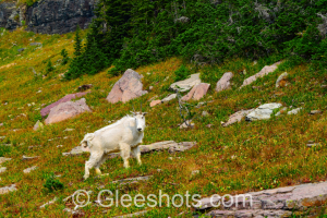 A mountain goat stands on an alpine meadow dotted with rocks and greenery, in the mountainous landscape of Glacier National Park.  Montana Fine Art Landscape Photography Print for Sale.