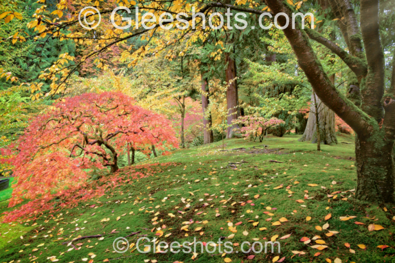A colorful photograph of the Japanese Garden in Portland in autumn, featuring a vibrant red and orange maple tree with scattered leaves on the ground, a tall moss-covered tree, and rays of sun shining through.  Oregon Fine Art Landscape Photography Print for Sale.