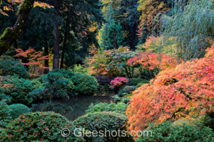 The serene Japanese garden in Portland, featuring a myriad of autumn-colored trees reflected in a tranquil pond, with a small bridge in the distance and an orange and red maple tree in the foreground.  Oregon Fine Art Landscape Photography Print for Sale.