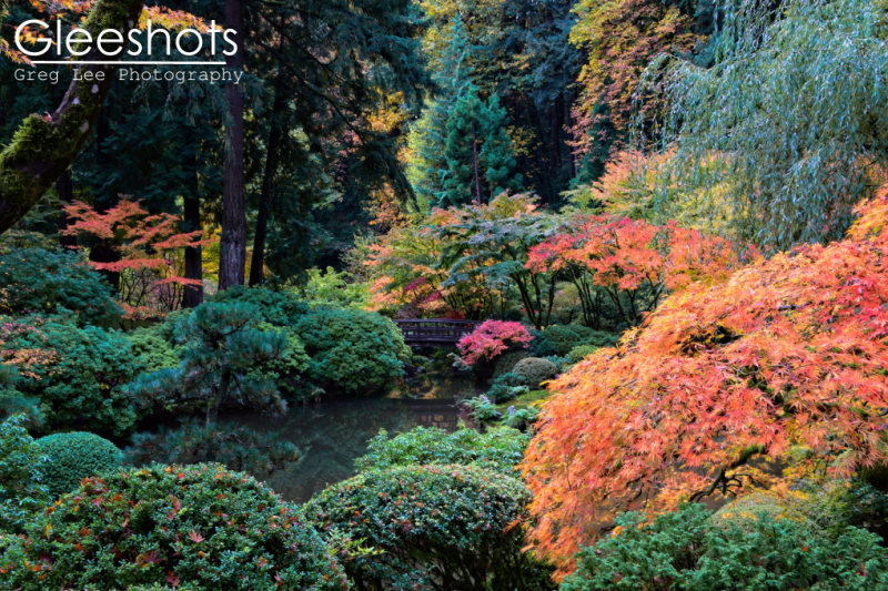 The serene Japanese garden in Portland, featuring a myriad of autumn-colored trees reflected in a tranquil pond, with a small bridge in the distance and an orange and red maple tree in the foreground.  Oregon Fine Art Landscape Photography Print for Sale.