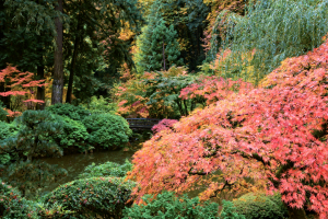 Colorful autumn trees in shades of red and orange with lush green in the background, showcasing vibrant fall foliage in the Japanese Garden of Portland.  Oregon Fine Art Landscape Photography Print for Sale.