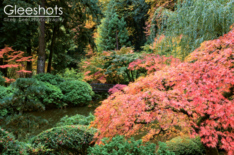 Colorful autumn trees in shades of red and orange with lush green in the background, showcasing vibrant fall foliage in the Japanese Garden of Portland.  Oregon Fine Art Landscape Photography Print for Sale.