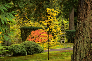 A tranquil Japanese garden in autumn, with vibrantly colored maple trees in yellow and red hues, a traditional stone lantern, and towering dark evergreens.  Oregon Fine Art Landscape Photography Print for Sale.