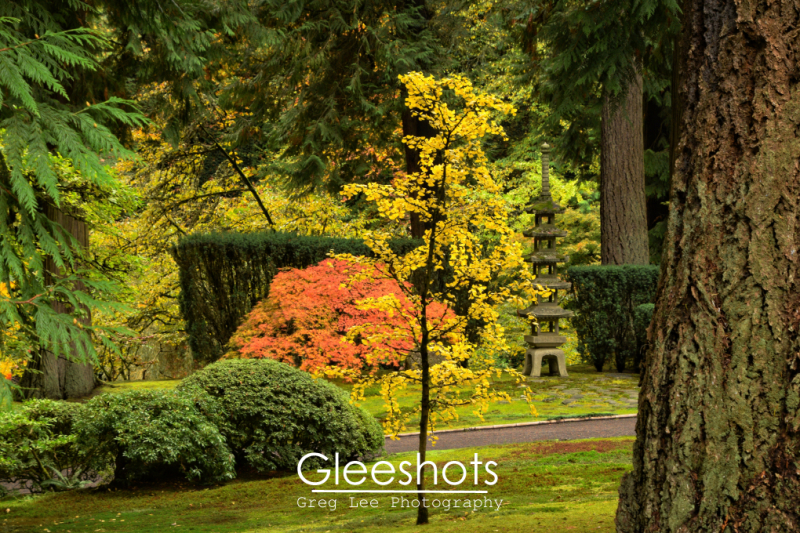 A tranquil Japanese garden in autumn, with vibrantly colored maple trees in yellow and red hues, a traditional stone lantern, and towering dark evergreens.  Oregon Fine Art Landscape Photography Print for Sale.