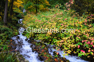 Wahkeena Falls at the Columbia River Gorge in autumn, with a cascading stream surrounded by bushes and trees with colorful foliage in shades of green, yellow, red.  Oregon Fine Art Landscape Photography Print for Sale.