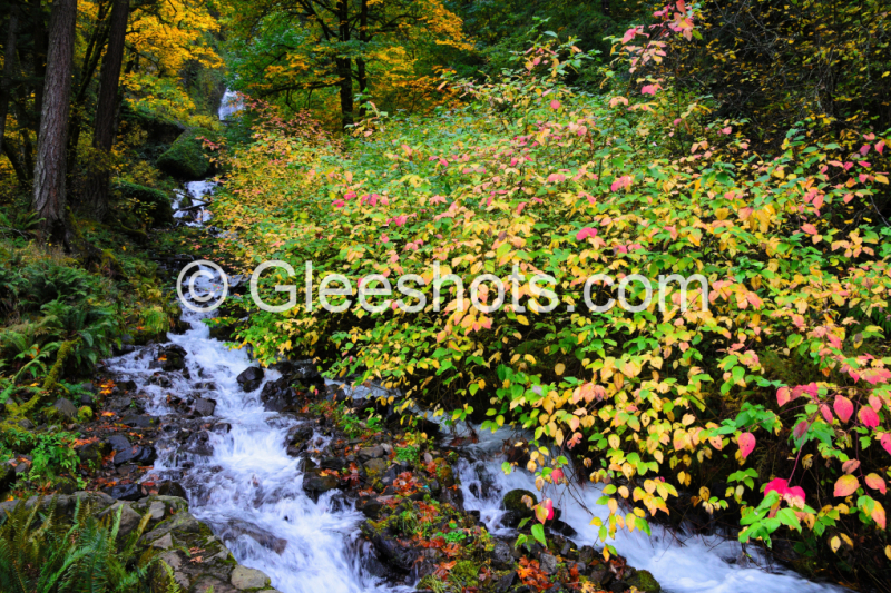 Wahkeena Falls at the Columbia River Gorge in autumn, with a cascading stream surrounded by bushes and trees with colorful foliage in shades of green, yellow, red.  Oregon Fine Art Landscape Photography Print for Sale.