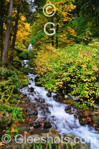 A vibrant autumn scene with a cascading stream surrounded by colorful trees and bushes in shades of yellow, green, and red.  Wahkeena Falls, located in the Columbia River Gorge, is visible in the background.  Oregon Fine Art Landscape Photography Print for Sale.