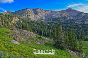 A lush green meadow with wildflowers and pine trees slopes up toward rugged mountain peaks in the Albion Basin.  Utah Fine Art Landscape Photography Print for Sale.