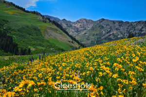 At the Albion Basin, a vibrant hillside covered in yellow wildflowers stretches toward distant green mountains.  Utah Fine Art Landscape Photography Print for Sale.