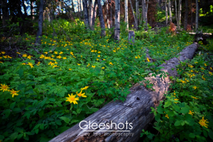 A fallen log lies among lush green plants with clusters of yellow Arrowleaf Balsamroot wildflowers in a sunlit forest clearing. Tall trees with dappled light create a peaceful, natural scene.  Landscape Photography Print for Sale.