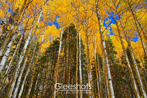 A view looking upward in a forest of tall aspen trees and vibrant yellow leaves under a clear blue sky in autumn. Pine trees are mixed among the aspens. Fine Art Landscape Photography for Sale.