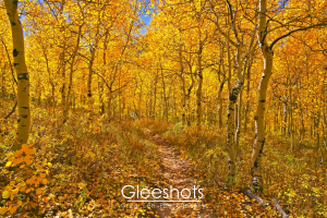 A forest path winds through tall aspen trees with golden yellow leaves in autumn. Sunlight filters through the canopy, illuminating the vibrant foliage.  Fine Art Landscape Photography Print for Sale.