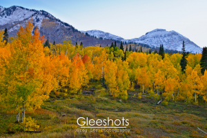 On Mt Timpanogos, a grove of aspen trees with vibrant yellow and orange autumn leaves stands before snow-capped mountain peaks.  Utah Fine Art Landscape Photography Print for Sale.