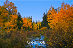 A serene forest scene in autumn with vibrant orange and yellow aspen trees surrounding a narrow creek, green pines in the background, and a clear blue sky reflecting in the creek below.  Utah Fine Art Landscape Photography for Sale.