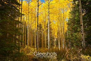 An ethereal forest scene with tall aspen trees displaying vibrant yellow autumn leaves, surrounded by dense green pine trees and undergrowth. Sunlight filters through the canopy from above adding to the sense of tranquility.  Fine Art Landscape Photography Print for Sale.