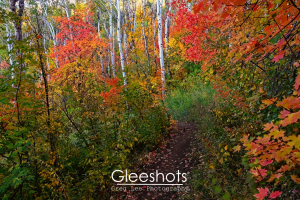 A narrow dirt trail winds through a dense forest with vibrant autumn foliage in red, orange, and yellow, and green with white Aspen tree trunks scattered throughout.  Utah Fine Art Landscape Photography for Sale.