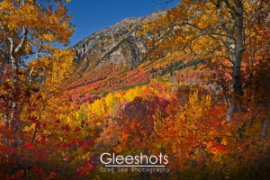 Along the Buffalo Peak Trail, a vibrant autumn landscape shows colorful fall foliage in shades of red, orange, and yellow, with trees framing Cascade Mountain under a clear blue sky.  Utah Fine Art Landscape Photography for Sale.