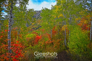 A forest trail lined with colorful autumn foliage in shades of red, orange, yellow, and green, with tall aspen trees.  Cascade Mountain is visible in the background.  Utah Fine Art Landscape Photography for Sale.