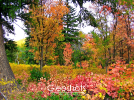 A vibrant autumn forest with trees displaying red, orange, and yellow foliage. The ground is covered with colorful leaves, and dark evergreen trees are scattered throughout.  Utah Fine Art Landscape Photography for Sale.