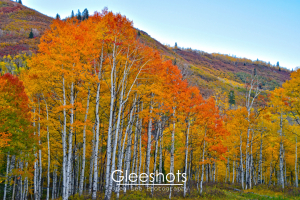 Along the Alpine Loop, aspen trees with vibrant orange, yellow, and red autumn leaves stand before a hillside covered in purple, yellow, and orange fall foliage.  Utah Fine Art Landscape Photography Print for Sale.