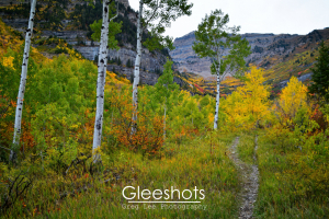 On Mt Timpanogos, a narrow trail in autumn winds through colorful trees and bushes, with mountain foliage rising in the background.  Utah Fine Art Landscape Photography Print for Sale.