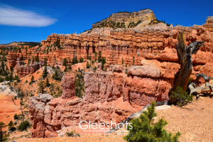 Along the Fairyland Loop Trail, Bryce Canyon’s vibrant orange, red, and yellow rock formations rise beneath a clear blue sky, with scattered pine trees and a petrified tree trunk in the foreground.  National Park Fine Art Landscape Photography Print for Sale.