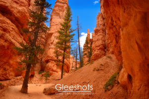 Along the Navajo Loop Trail, tall pine trees grow among dramatic orange rock spires and canyon walls in Bryce Canyon National Park.  Utah Fine Art Landscape Photography Print for Sale..