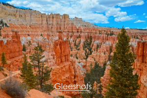 Hoodoos in shades of orange, white, and yellow tower over Bryce Canyon with tall pine trees along the Peekaboo Loop Trail.  National Park Fine Art Photography for Sale.