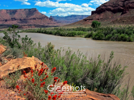 The Colorado River winds through a rocky desert landscape near Moab with red mesas, green shrubs, and red wildflowers in the foreground.  Utah Fine Art Landscape Photography for Sale.