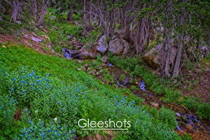 In the Lone Peak Wilderness of Utah, a lush green forest floor with blue wildflowers, a small stream flowing over rocks, and tall scraggly trees in the background can be seen. The image is vibrant and serene, showcasing nature’s beauty.  Utah Fine Art Landscape Photography Print for Sale.