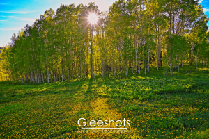 Sunlight streams through a dense grove of aspen trees, casting long shadows on a meadow filled with dandelions.  Fine Art Landscape Photography Print for Sale.
