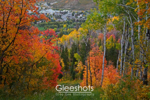 Above Park City, the vibrant mountains display red, orange, and yellow foliage. The silver bark of Aspen trees stand among the colors, with the city visible in the distance beyond the hillside.  Utah Fine Art Landscape Photography for Sale.