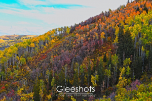 A close-up of a Park City hillside in autumn, with trees covered in vibrant fall foliage, displaying shades of yellow, orange, green, red, and purple.  Utah Fine Art Landscape Photography for Sale.
