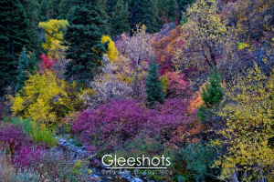 A vibrant forest scene in autumn displays trees with colorful foliage in shades of yellow, purple, orange, red, and green. A few evergreen trees stand tall among the bright autumn leaves, with a small creek visible in the foreground.  Utah Fine Art Landscape Photography for Sale.