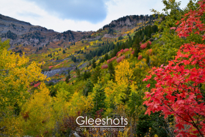 A trail filled with vibrant fall colors along Mt Timpanogos in Utah, featuring a bright red maple tree in the foreground..  Landscape Photography Print.  