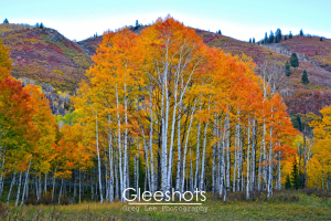 A grove of aspen trees with bright yellow, red, and orange autumn leaves stands in front of rolling, forested hills covered in purple and rust colored shrubs.  Utah Fine Art Landscape Photography Print for Sale.