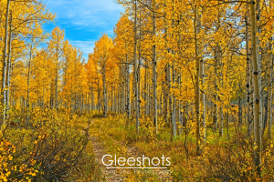 A forest of tall aspen trees with golden yellow leaves in autumn, under a blue sky. A narrow dirt path winds through the colorful foliage, with green and yellow bushes along the ground.  Landscape Photography Print for Sale.