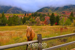 A horse stands behind a wooden fence in a grassy field, surrounded by autumn trees in orange, red, and green hues, with Mt Timpanogos and low clouds in the background.   Utah Fine Art Landscape Photography Print for Sale.