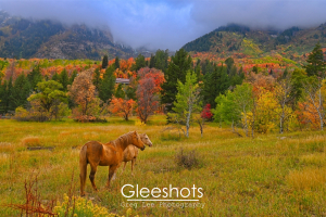 Above Sundance Resort, two horses stand in profile in a grassy field surrounded by trees with vibrant autumn foliage. A foggy Mount Timpanogos rises in the background of this scene taken along the Alpine Loop in Utah.  Fine Art Landscape Photography Print for Sale.