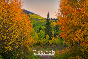 Halloween colors are on display in this scenic autumn landscape, which features vibrant yellow, orange, and red trees framing a tall evergreen.  A mountain covered in green and yellow aspen foliage can be seen in the background.  Utah Fine Art Landscape Photography Print for Sale.