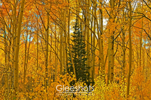 A dense forest of tall aspen trees with golden yellow leaves in autumn, with a single dark green pine tree standing in the center. The ground and background are filled with vibrant yellow foliage.  Landscape Photography Print for Sale.