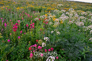 A close-up view of a hillside covered with a variety of wildflowers in bloom, including Magenta Indian Paintbrush and Queen Annes Lace Wildflowers, in the Albion Basin.  Utah Fine Art Landscape Photography for Sale.